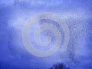 Murmuration of Starlings Milton Keynes