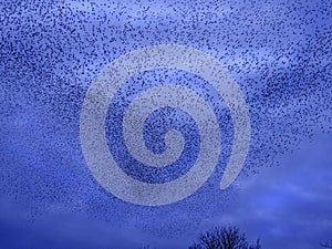 Murmuration of Starlings Milton Keynes