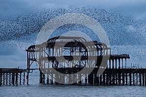 Murmuration of starlings over the remains of West Pier, Brighton UK. Photographed at dusk.