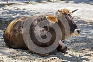 Murnau-Werdenfels Cattle, 2015