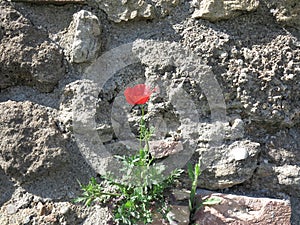 stone wall with common red poppy photo