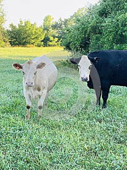 Murphy and Hereford in pasture