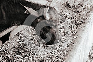 Murrah baffalo eating grass in milk farm, Thailand