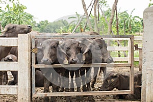 Murrah buffalo