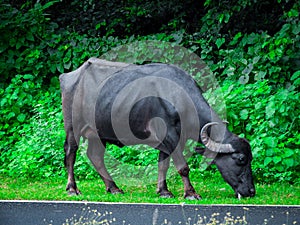 Murrah buffalo