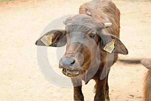 Murrah buffalo