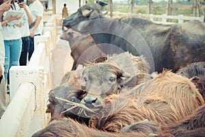 Murrah buffalo