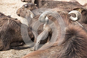 Murrah buffalo in a folk photo