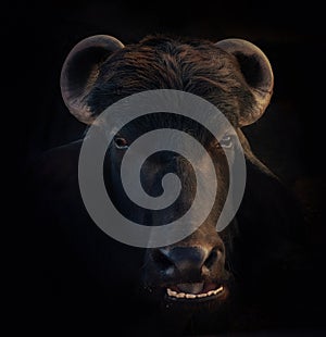 Murrah Buffalo Head - Water Buffalo photo