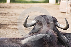 Murrah buffalo and his horn