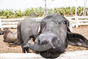 Murrah buffalo nose photo