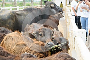 Murrah buffalo