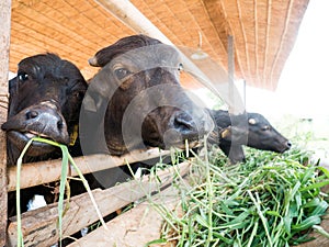 Murrah buffaloes