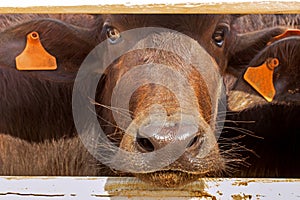 Murrah buffaloes farm in thailand, Agriculture photo