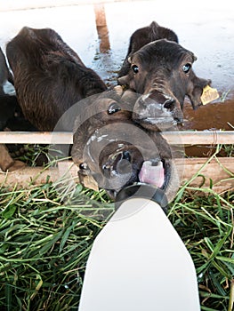 Murrah buffaloes photo