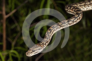 Murray Darling Carpet Python