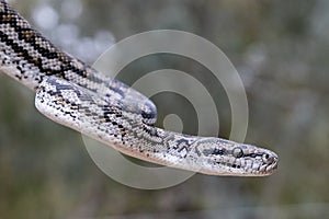 Murray Darling Carpet Python