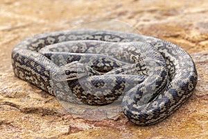 Murray Darling Carpet Python