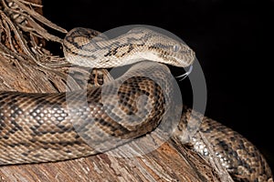 Murray Darling Carpet Python