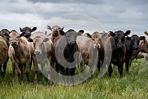 Murray Grey, Angus and cattle grazing on beautiful pasture