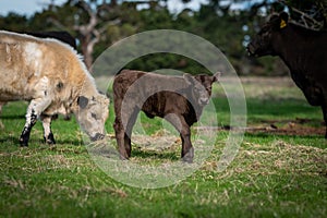 Murray Grey, Angus and cattle grazing on beautiful pasture