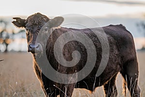 Murray Grey, Angus and cattle grazing on beautiful pasture