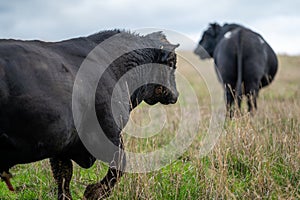 Murray Grey, Angus and cattle grazing on beautiful pasture