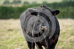 Murray Grey, Angus and cattle grazing on beautiful pasture