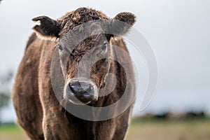 Murray Grey, Angus and cattle grazing on beautiful pasture