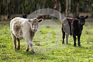 Murray Grey, Angus and cattle grazing on beautiful pasture