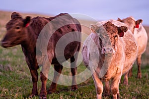 Murray Grey, Angus and cattle grazing on beautiful pasture