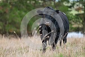 Murray Grey, Angus and cattle grazing on beautiful pasture