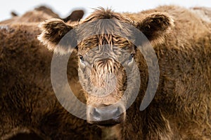 Murray Grey, Angus and cattle grazing on beautiful pasture