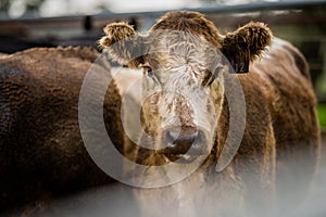 Murray Grey, Angus and cattle grazing on beautiful pasture