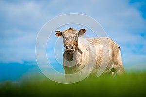 Murray Grey, Angus and cattle grazing on beautiful pasture