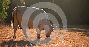 Murray Grey and Brahman cow grazing on dry grass at sunset backlit moody light