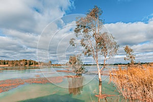 Murray River flooding and covering tree trunks.