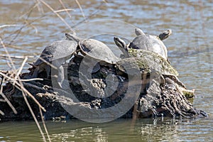 Murray River Turtles