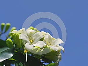 The Murraya exotica on the blue background