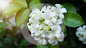 Murraya paniculata or name Orang Jessamine, China Box Tree, Andaman Satinwood, Chinese Box-wood bush