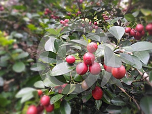 Murraya paniculata red ripe fruit