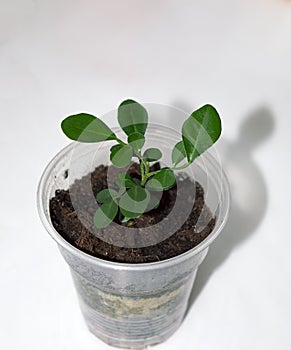 Murraya paniculata sprout in plastic pot