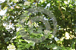 Murraya paniculata, White flower of Orange Jessamine