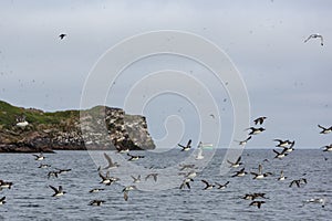 Murres taking flight