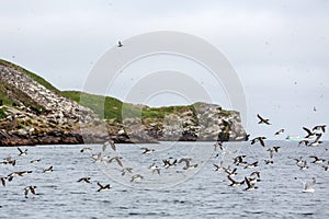 Murres taking flight