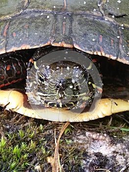 Murtle the turtle Showing off Defence Skill