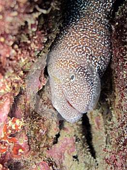 MurÃ¨ne Ã  gueule jaune - Yellow mouth moray