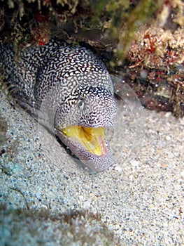 MurÃ¨ne Ã  gueule jaune - Yellow mouth moray