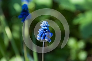 Mus cari flower or grape hyacinth