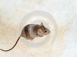Mus musculus animal rodent mammal mouse.
